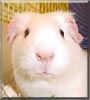 Lorena the Guinea Pig