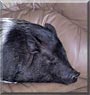 Gus the Pot Belly Pig