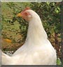 Chicken Little the White Leghorn Chicken