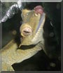 Drusilla the Crested Gecko