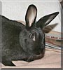 Miss Stewart the Dwarf Rabbit