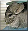 Sonic the Standard Gray Chinchilla