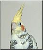 Tigerlily the Pearly Pied Cockatiel