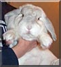Jack the Holland Lop Rabbit