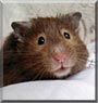 Gypsy the sable Hamster