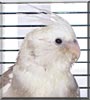 Sonny the Cockatiel