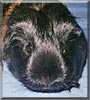 Hermione the Silky Guinea Pig