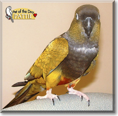 Pattie, the Pet of the Day