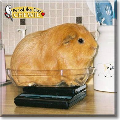 Chewie, the Pet of the Day Chewie, the Pet of the Day