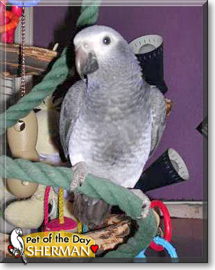Sherman, the Pet of the Day Sherman, the Pet of the Day