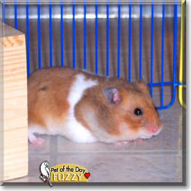 Fuzzy, the Pet of the Day Fuzzy, the Pet of the Day