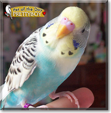 Prettyboy, the Pet of the Day Prettyboy, the Pet of the Day