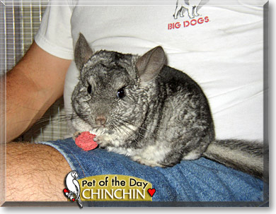 Chinchin, the Pet of the Day Chinchin, the Pet of the Day