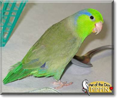 Pippin, the Pet of the Day