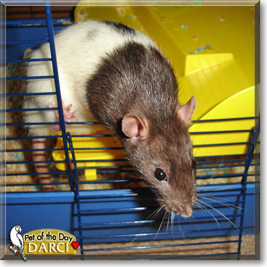 Darci, the Pet of the Day
