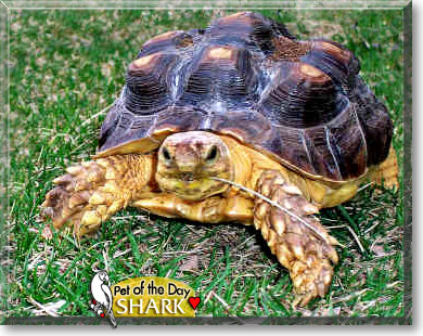 Shark, the Pet of the Day Shark, the Pet of the Day