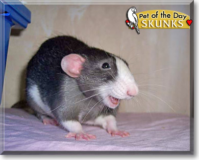 Skunks, the Pet of the Day Skunks, the Pet of the Day