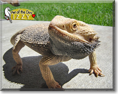 Izzy, the Pet of the Day Izzy, the Pet of the Day