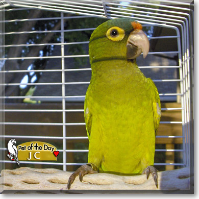 JC, the Pet of the Day JC, the Pet of the Day