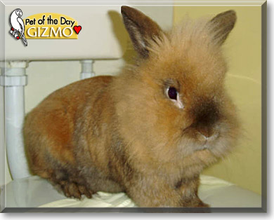 Gizmo, the Pet of the Day Gizmo, the Pet of the Day