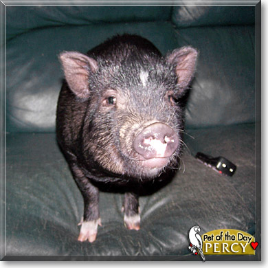 Percy, the Pet of the Day Percy, the Pet of the Day