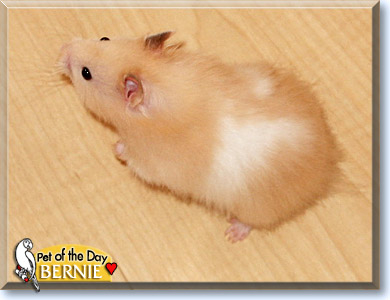 Bernie, the Pet of the Day Bernie, the Pet of the Day