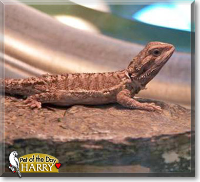 Harry, the Pet of the Day Harry, the Pet of the Day