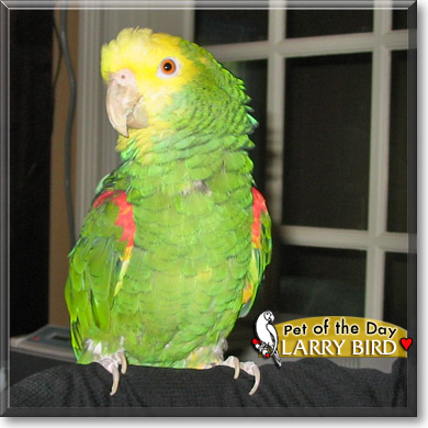 Larry Bird, the Pet of the Day Larry Bird, the Pet of the Day