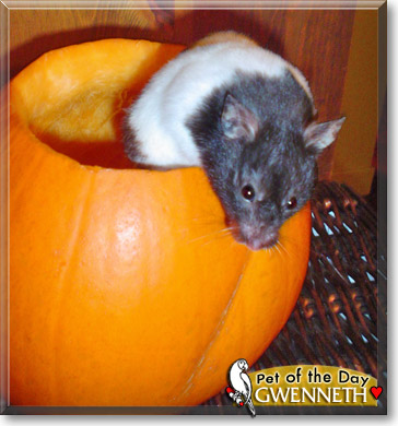 Gwenneth, the Pet of the Day Gwenneth, the Pet of the Day