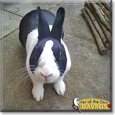 Davros, the Pet of the Day Davros, the Pet of the Day