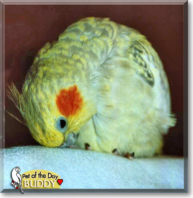 Buddy, the Pet of the Day Buddy, the Pet of the Day