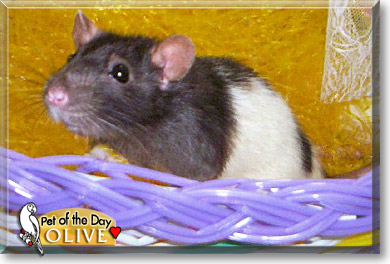 Olive, the Pet of the Day Olive, the Pet of the Day