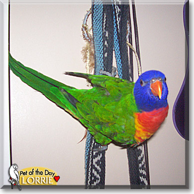 Lorrie, the Pet of the Day Lorrie, the Pet of the Day