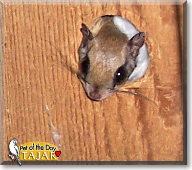 Tajar, the Pet of the Day