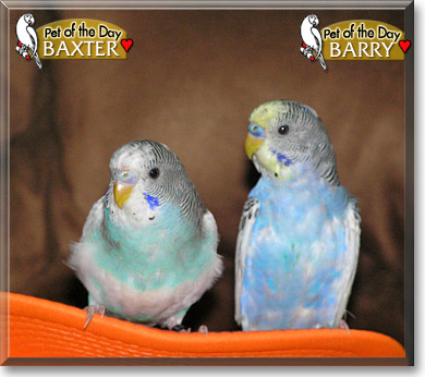 Baxter and Barry, the Pet of the Day Baxter and Barry, the Pet of the Day