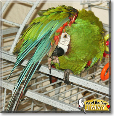 Jimmy, the Pet of the Day Jimmy, the Pet of the Day