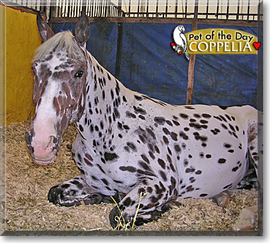 Coppelia, the Pet of the Day Coppelia, the Pet of the Day