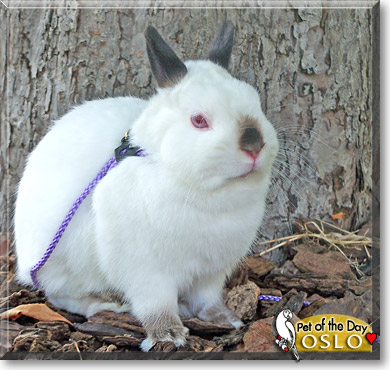 Oslo, the Pet of the Day Oslo, the Pet of the Day