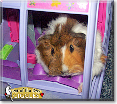 Giggles, the Pet of the Day Giggles, the Pet of the Day
