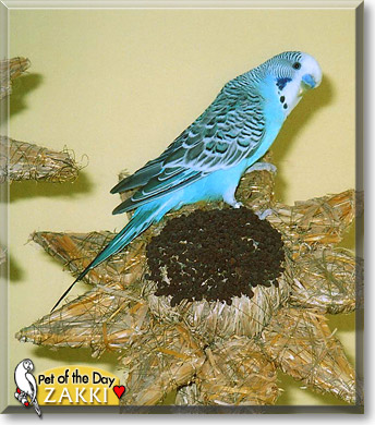 Zakki, the Pet of the Day Zakki, the Pet of the Day