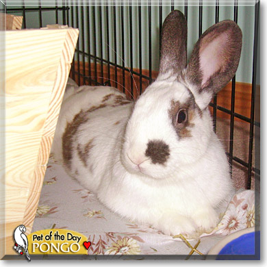 Pongo, the Pet of the Day Pongo, the Pet of the Day