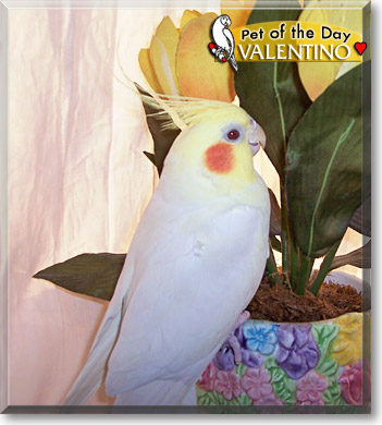 Valentino, the Pet of the Day Valentino, the Pet of the Day