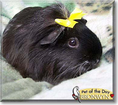 Bronwyn, the Pet of the Day