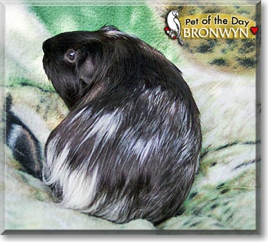 Bronwyn, the Pet of the Day