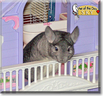 Sky, the Pet of the Day Sky, the Pet of the Day