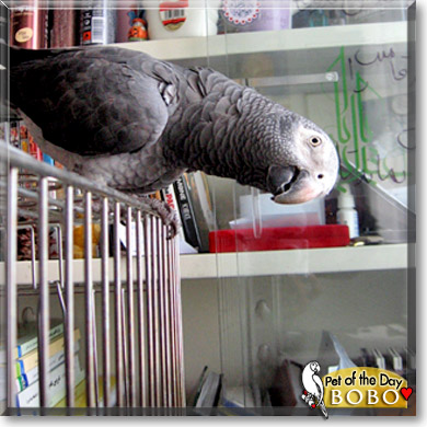 Bobo, the Pet of the Day Bobo, the Pet of the Day