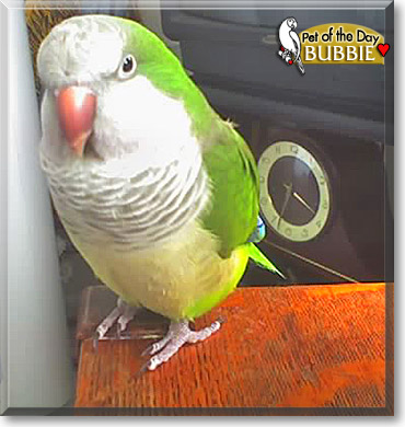 Bubba Louie, the Pet of the Day Bubba Louie, the Pet of the Day