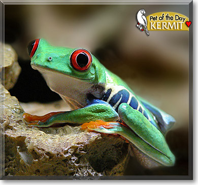 Kermit, the Pet of the Day Kermit, the Pet of the Day