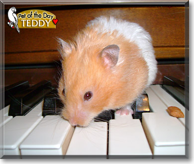 Teddy, the Pet of the Day Teddy, the Pet of the Day