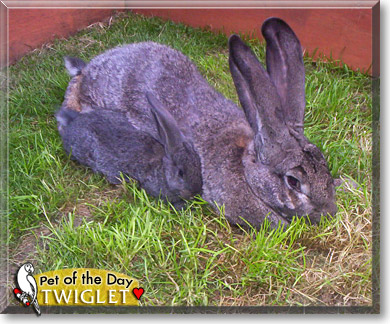 Twiglet, the Pet of the Day Twiglet, the Pet of the Day